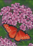 (image for) Queen I Butterfly